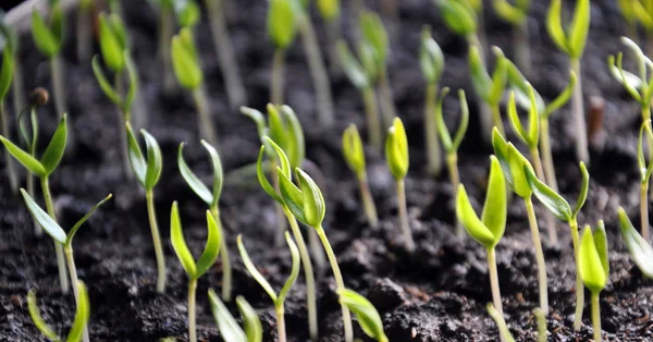 Groeiende zaailingen niet-scherpsmakende pepers — Stockfoto