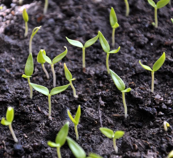 Groeiende zaailingen niet-scherpsmakende pepers — Stockfoto