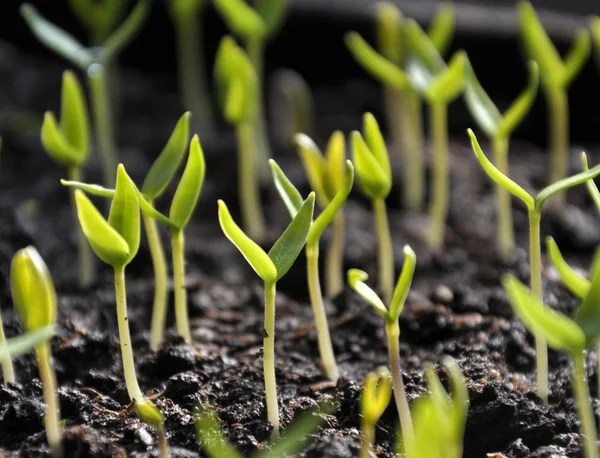 Groeiende zaailingen niet-scherpsmakende pepers — Stockfoto