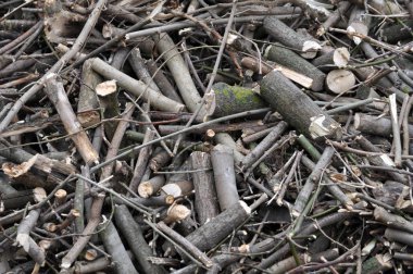 Ağaçlar ve çalılar rendelenmiş dalları