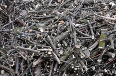 Ağaçlar ve çalılar rendelenmiş dalları