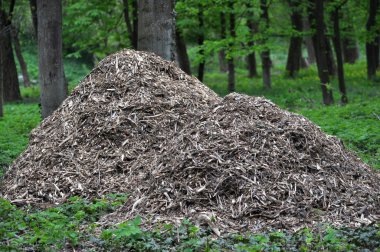 Ağaçlar ve çalılar rendelenmiş dalları