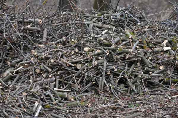 Ramas trituradas de árboles y arbustos — Foto de Stock