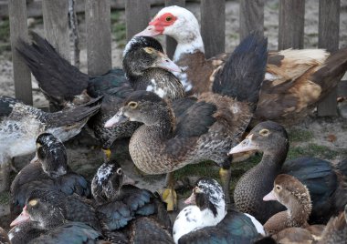 Ördekler Cairina m