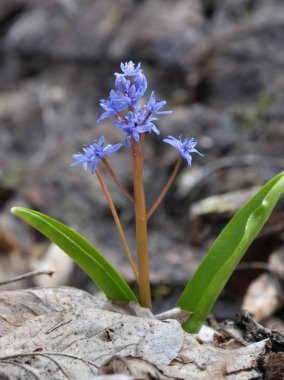 Çiçekli Scilla bifolia bahar