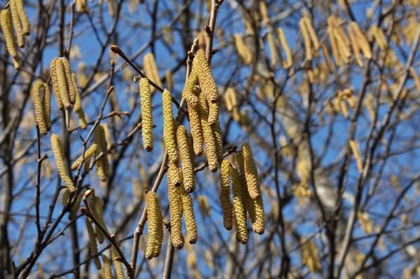 In the forest bloom hazel — Stock Photo, Image