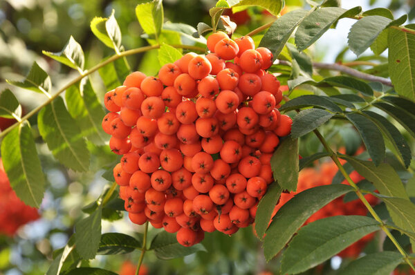A cluster of red rowan berries
