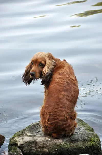 Sur la rive de la rivière se trouve une race de chasse au chien Cocker Spanie — Photo