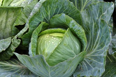 Bahçede lahana bahçeleri olgunlaşır