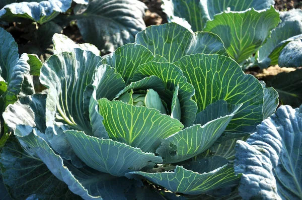 In the garden ripens the cabbage gardens — Stock Photo, Image