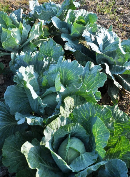 En el jardín madura los jardines de repollo — Foto de Stock