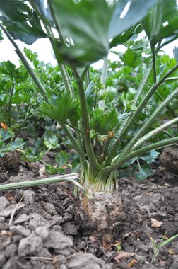 Organik toprak kereviz büyür