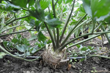 Organik toprak kereviz büyür