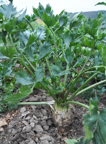 El suelo orgánico cultiva apio — Foto de Stock