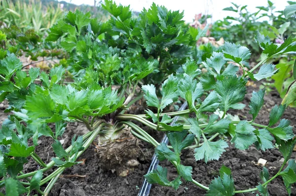 Organic soil grows celery — Stock Photo, Image