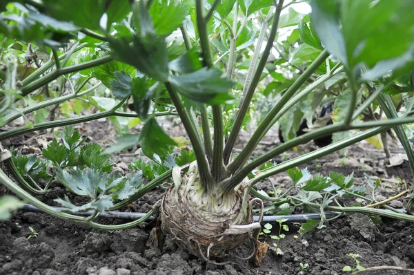 Organic soil grows celery — Stock Photo, Image