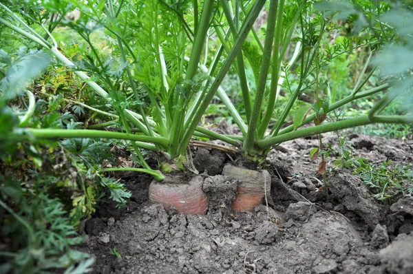 Carrot grows in the open ground — Stock Photo, Image