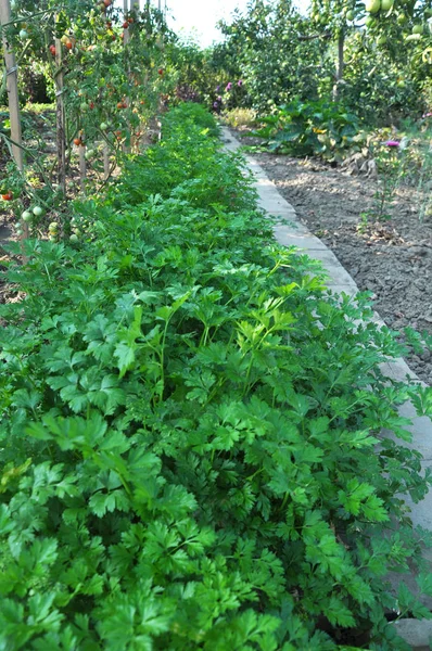 In the open ground parsley grows — Stock Photo, Image