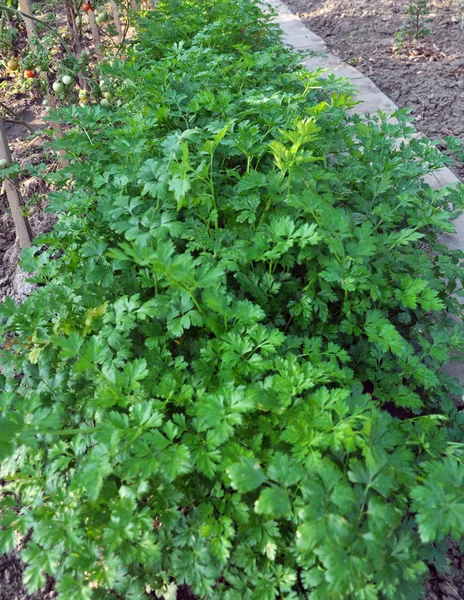 In the open ground parsley grows — Stock Photo, Image