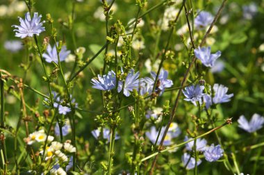 Çiçeği hindiba (Cichorium intybus)