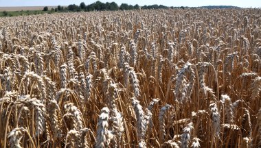 Buğday alanında ile manzara