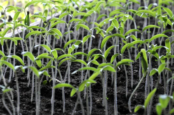 Растущие томатные саженцы — стоковое фото