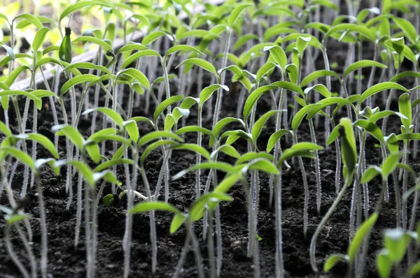 Groeiende tomaat zaailingen — Stockfoto