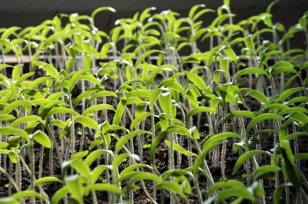 Tomaten-Sämlinge anbauen — Stockfoto