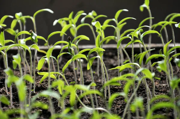 Tomaten-Sämlinge anbauen — Stockfoto