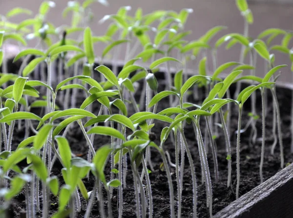 Tomaten-Sämlinge anbauen — Stockfoto