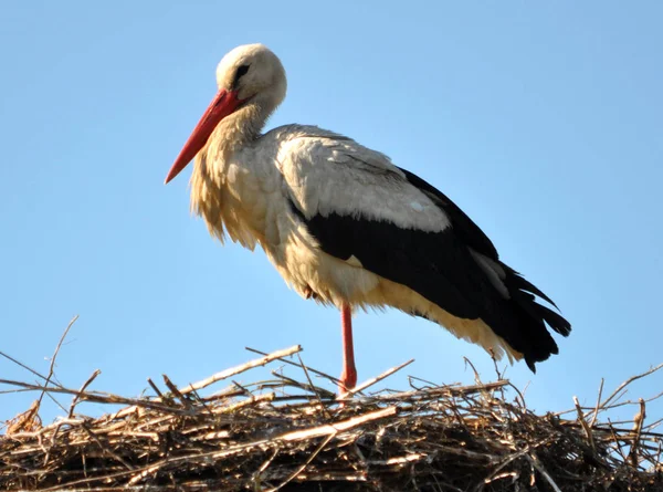 La cigogne est dans le nid — Photo