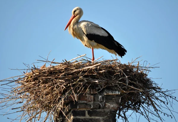 La cigogne est dans le nid — Photo