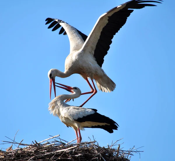 Deux cigognes sont dans son nid. — Photo