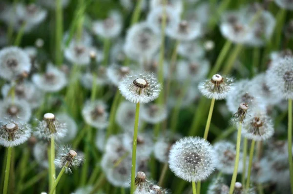 花篮蒲公英与轴 — 图库照片