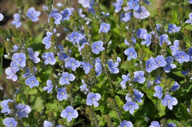 Bahar çiçekli Veronica otu