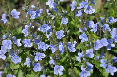 Bahar çiçekli Veronica otu