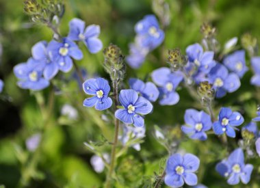 Bahar çiçekli Veronica otu