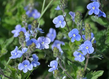 Bahar çiçekli Veronica otu