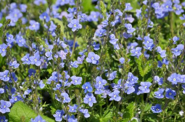 Bahar çiçekli Veronica otu