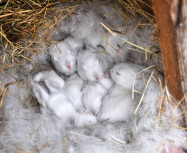 A ten-day breeding rabbit of the California breed maternity depa clipart