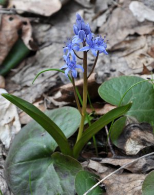 Çiçekli Scilla bifolia bahar