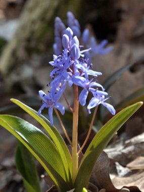 Çiçekli Scilla bifolia bahar