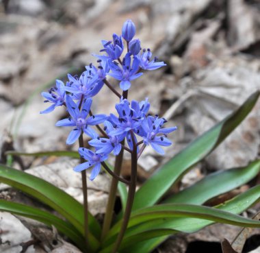 Çiçekli Scilla bifolia bahar