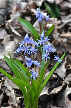 Çiçekli Scilla bifolia bahar