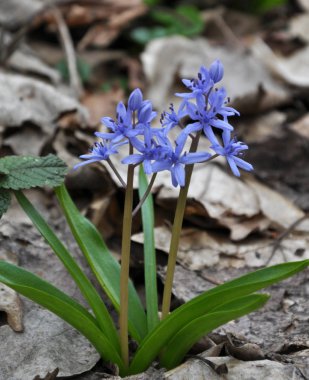 Çiçekli Scilla bifolia bahar