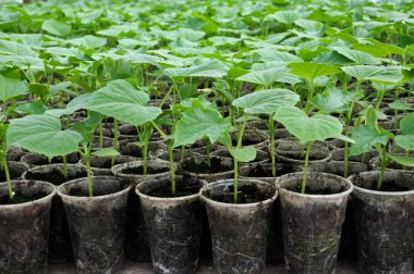 Plastik kap salatalık büyüyen fidan
