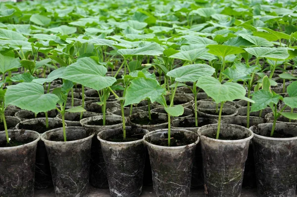 Cultivo de plántulas de pepinos en macetas de plástico — Foto de Stock