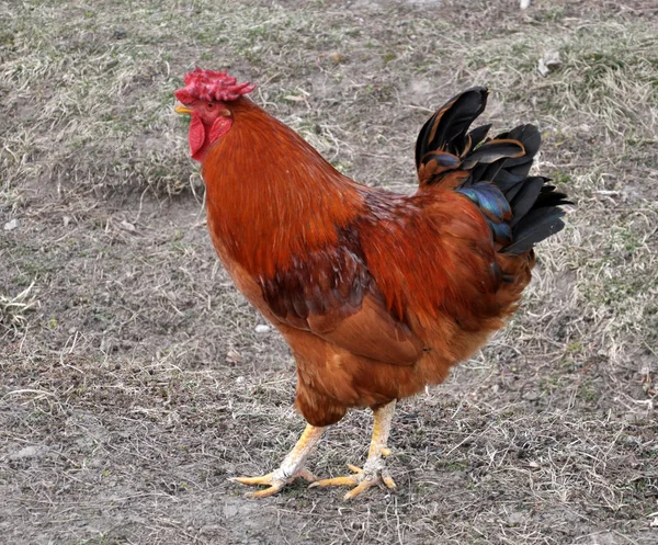 In the rustic yard cock — Stock Photo, Image