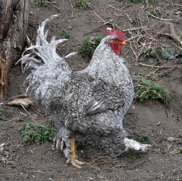 En el rústico patio polla —  Fotos de Stock