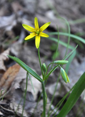 Gagea lutea blooms vahşi ormanda